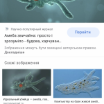 Амеба Інфузорія