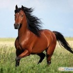 Назар Кульганік