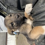 Вікторія Стужук