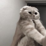 Роксана Басараб