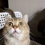 Володимир Карнаух