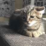 Анна Підгорецька