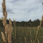 Юлія Колісник