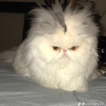 Карина Стецюк