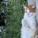 Марта Оверко