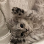 Богдана Стадник