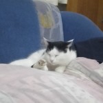 Анастасія Слободяник