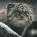 Владимир Чернышов