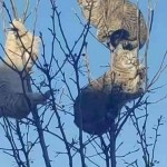 Дмитро Казмірчук