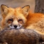 Дар'я Прасол