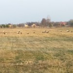 Ірина Осіпчук