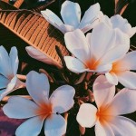 Олександра Горбунова