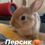Ангелина Пивень