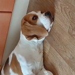 Владислав Новаковський