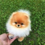 Софія Постановська