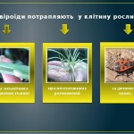 Альбина Вьюн
