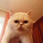 Віталій Базилєвавський