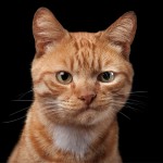 Илья Кошкальда