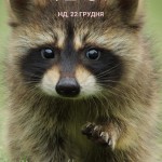 Олег Дощук